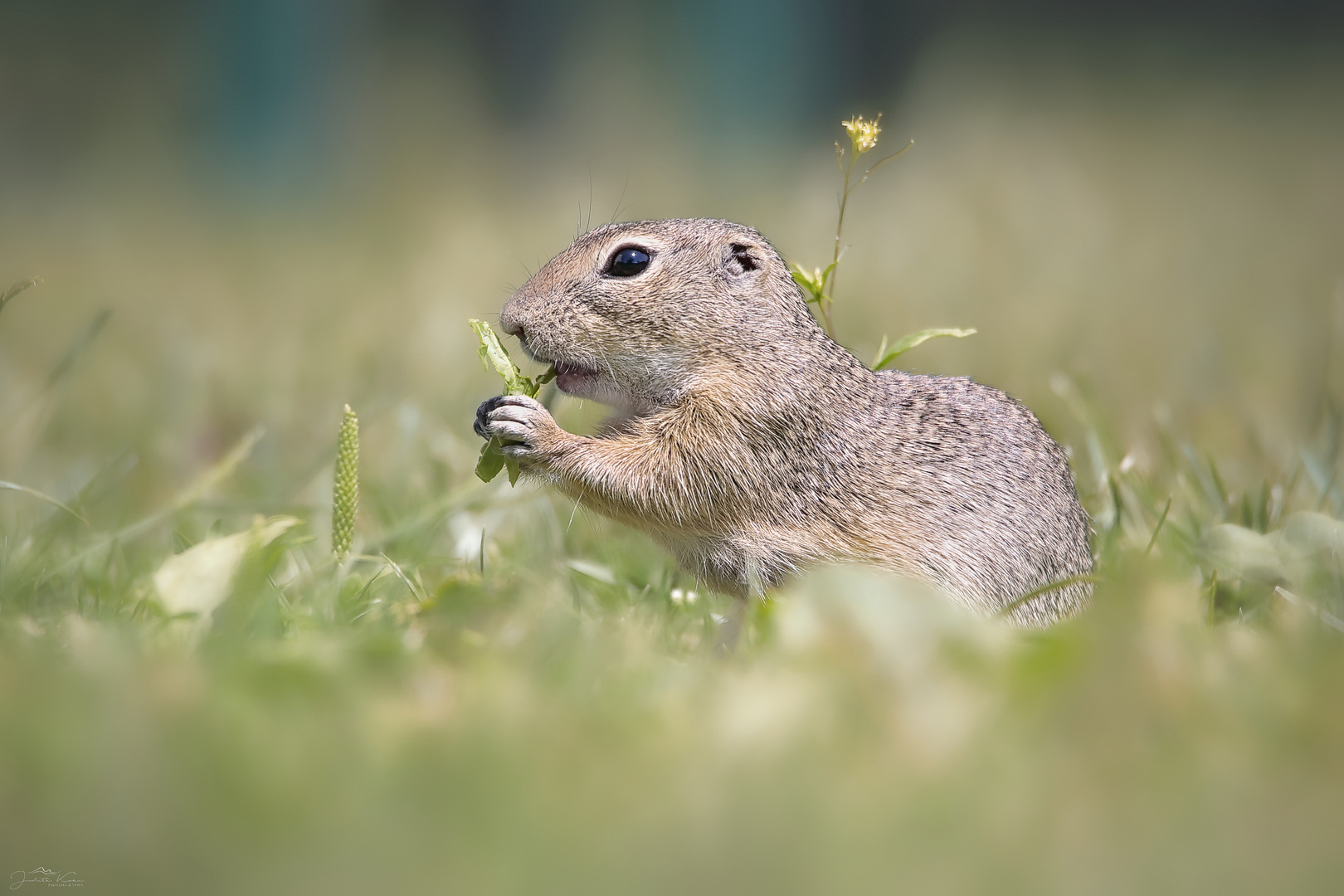 glücklicher Ziesel