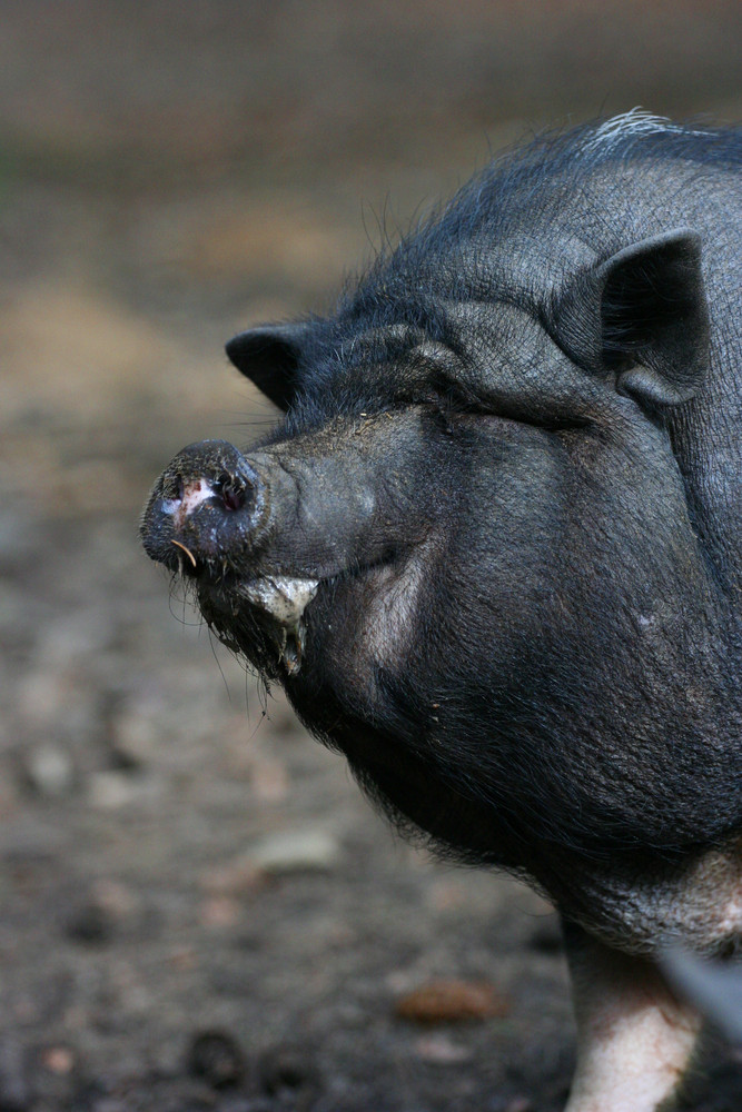 Glückliches dickes Schwein