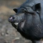 Glückliches dickes Schwein