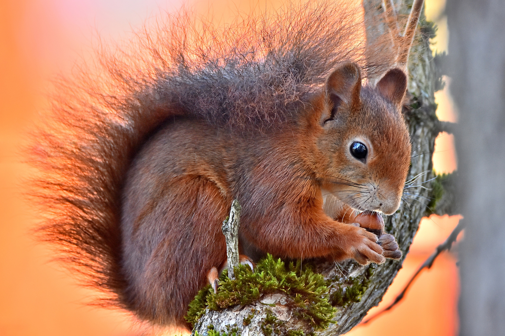 Glückliches Eichhörnchen