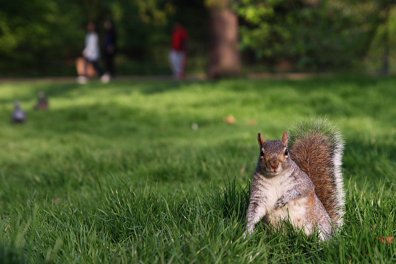 Glückliches Eichhörnchen im Hyde Park