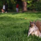 Glückliches Eichhörnchen im Hyde Park