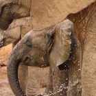 Glückliches Elefantenbaby 284