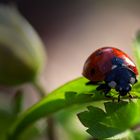 glückliches Frühlingserwachen