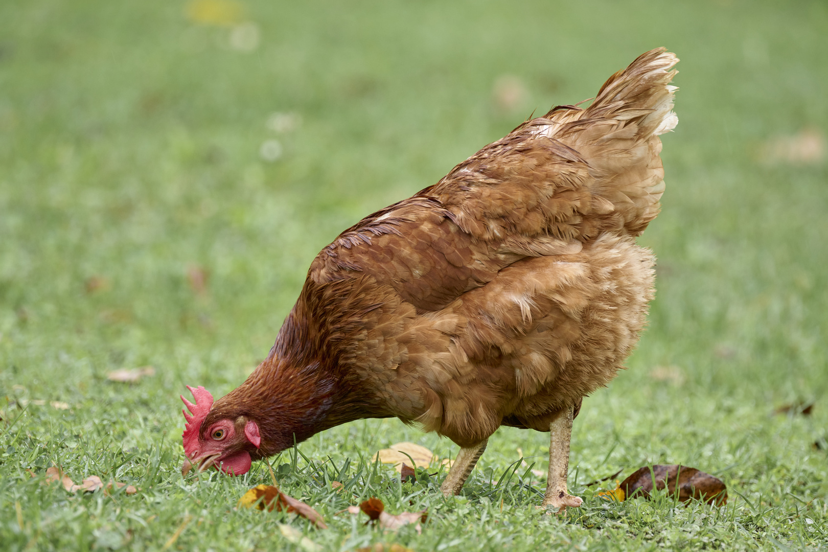 Glückliches Huhn