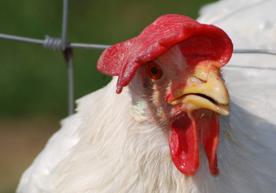 glückliches Huhn