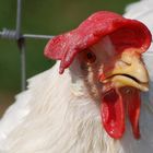 glückliches Huhn