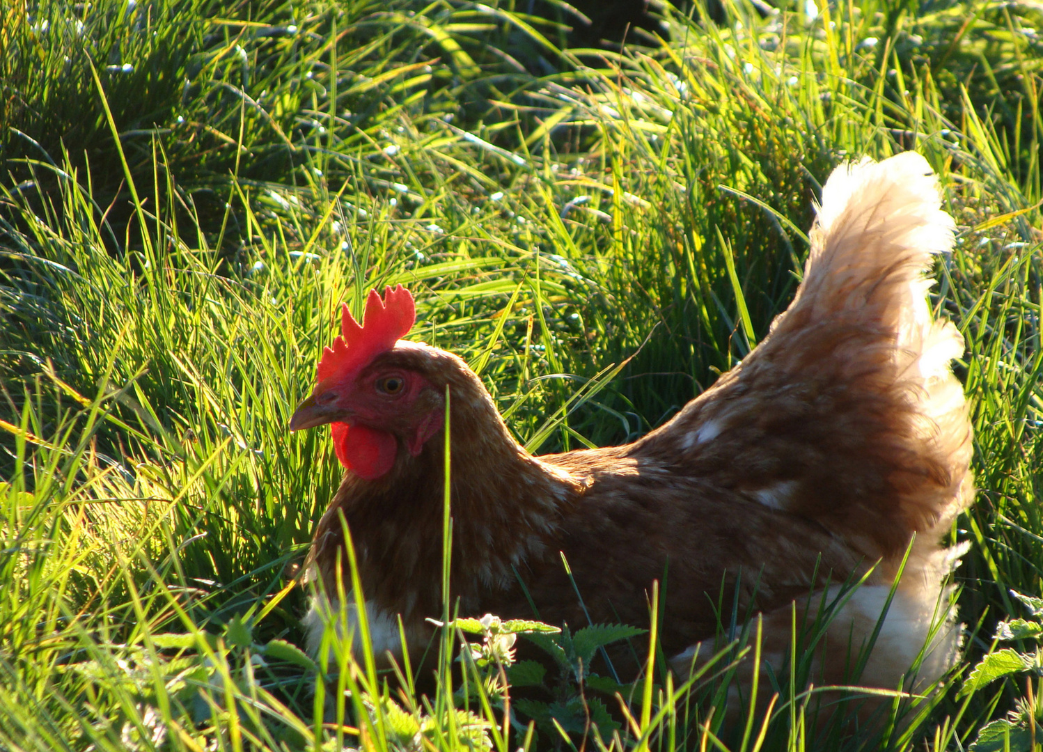 Glückliches Huhn