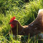 Glückliches Huhn