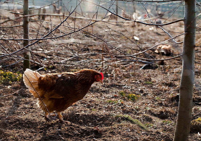 Glückliches Huhn