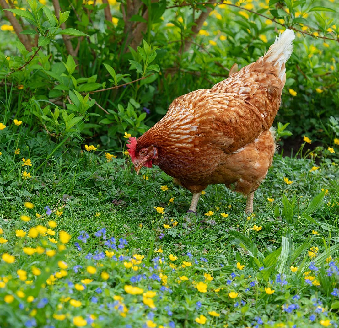 Glückliches Huhn