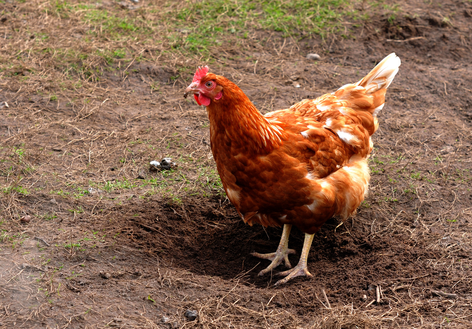 glückliches Huhn