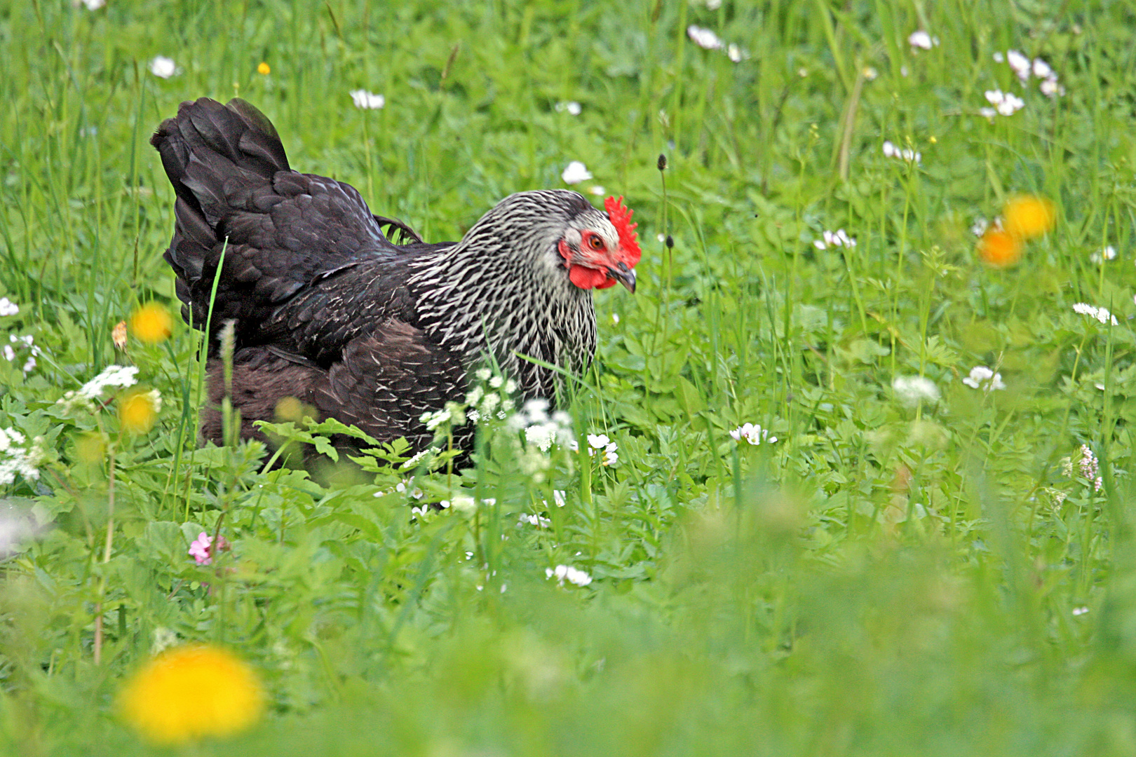 Glückliches Huhn