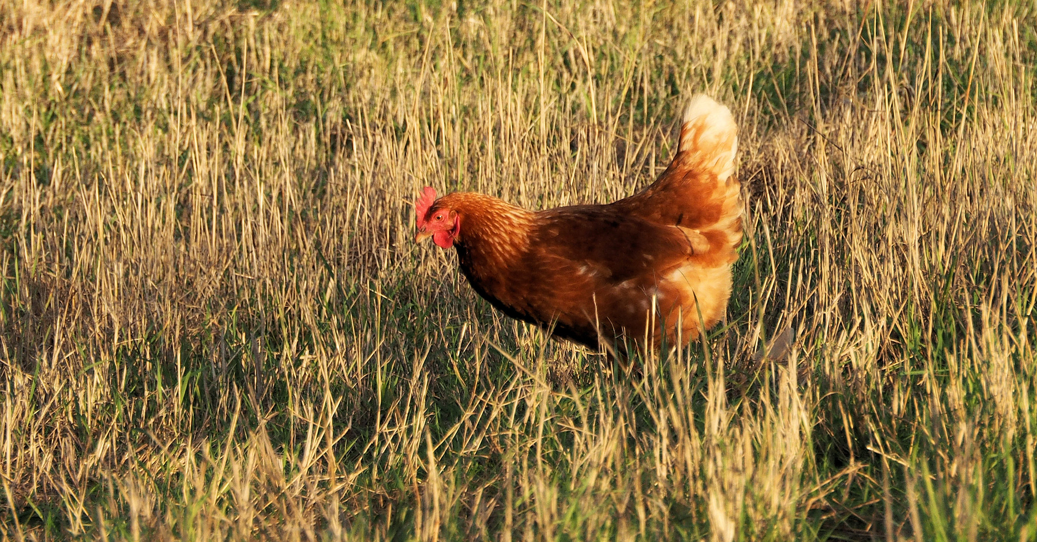 Glückliches Huhn … Foto &amp; Bild | natur, tiere, huhn Bilder auf ...