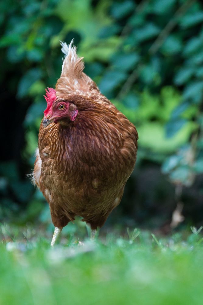 glückliches Huhn