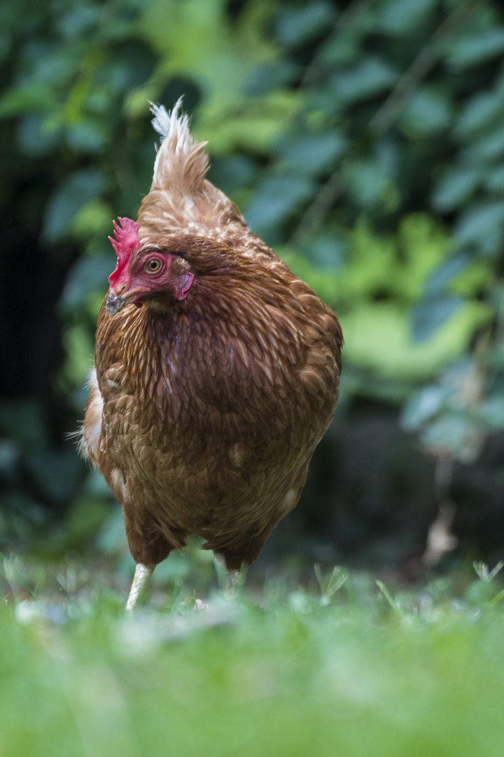 glückliches Huhn