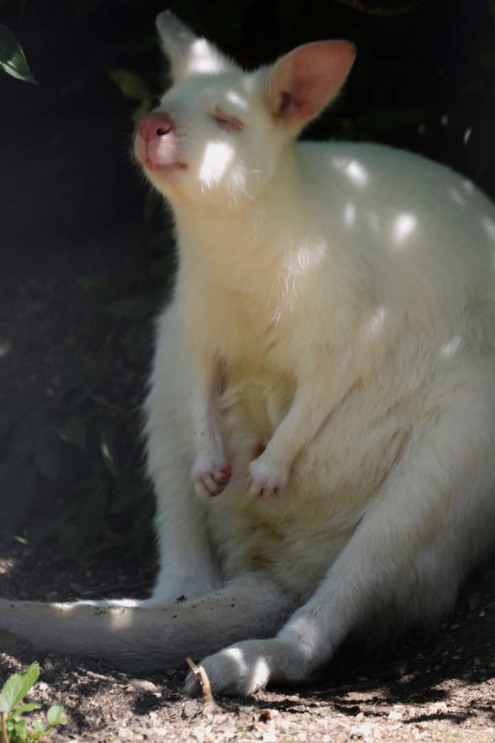 glückliches Känguru 1