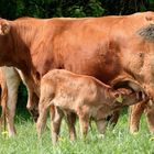 Glückliches Kalb