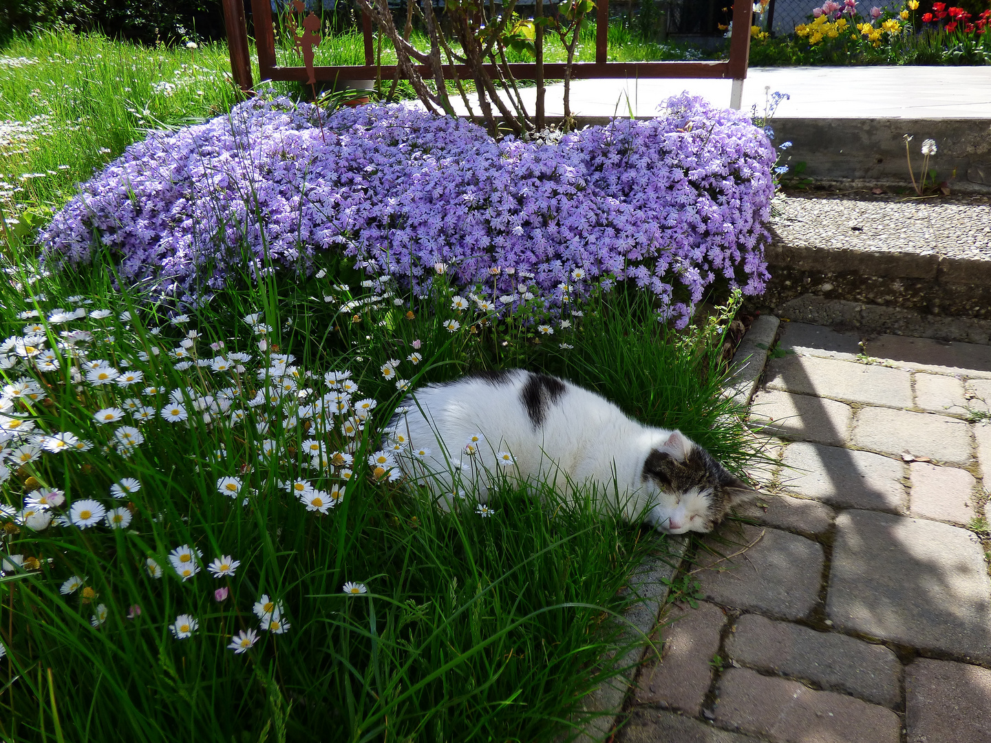 Glückliches Katzenleben