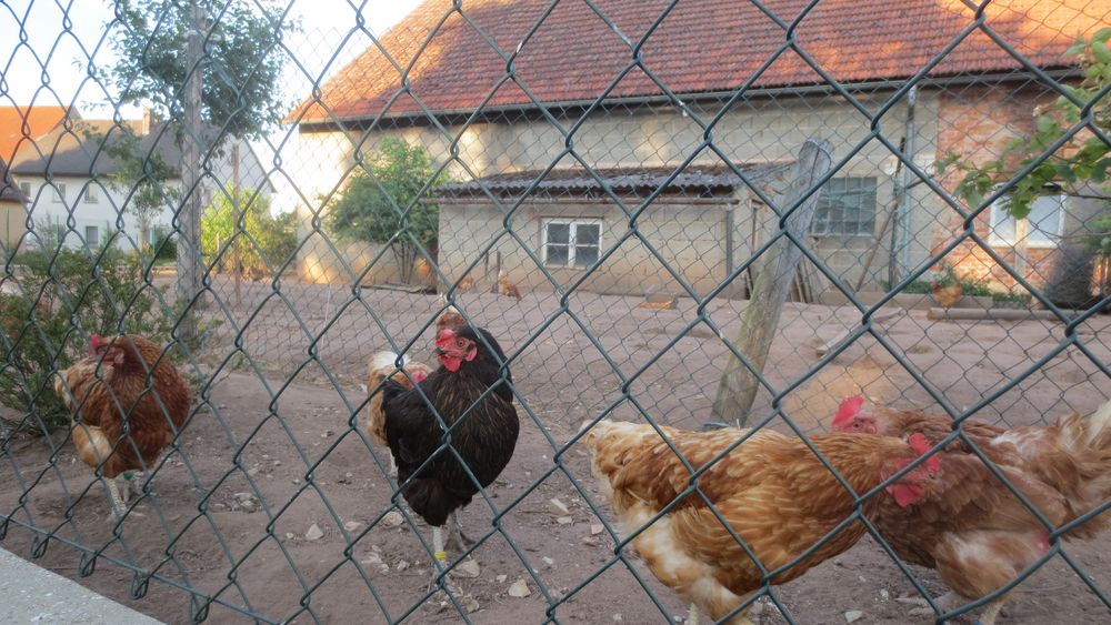 Glückliches Leben