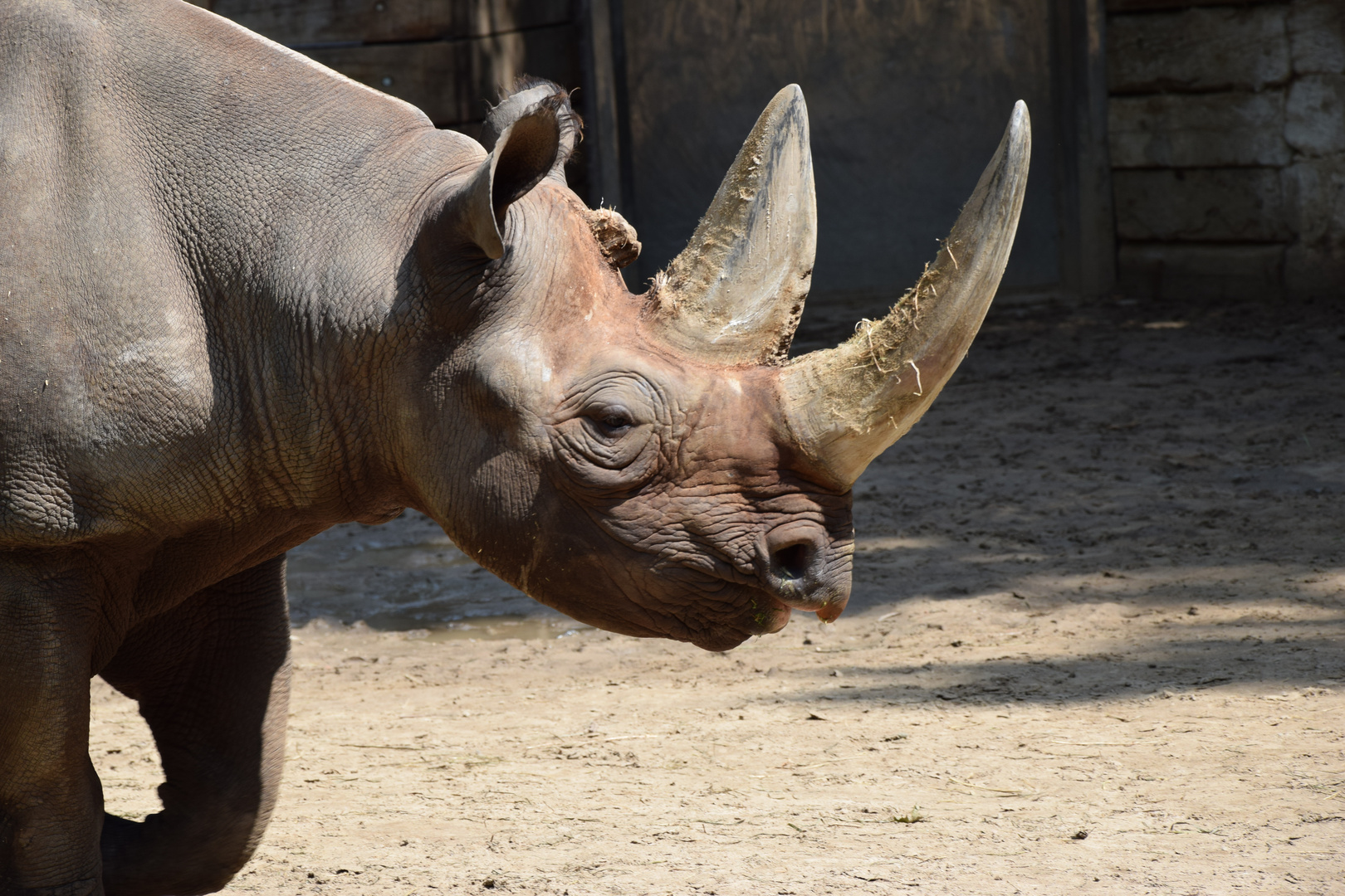 Glückliches Nashorn.