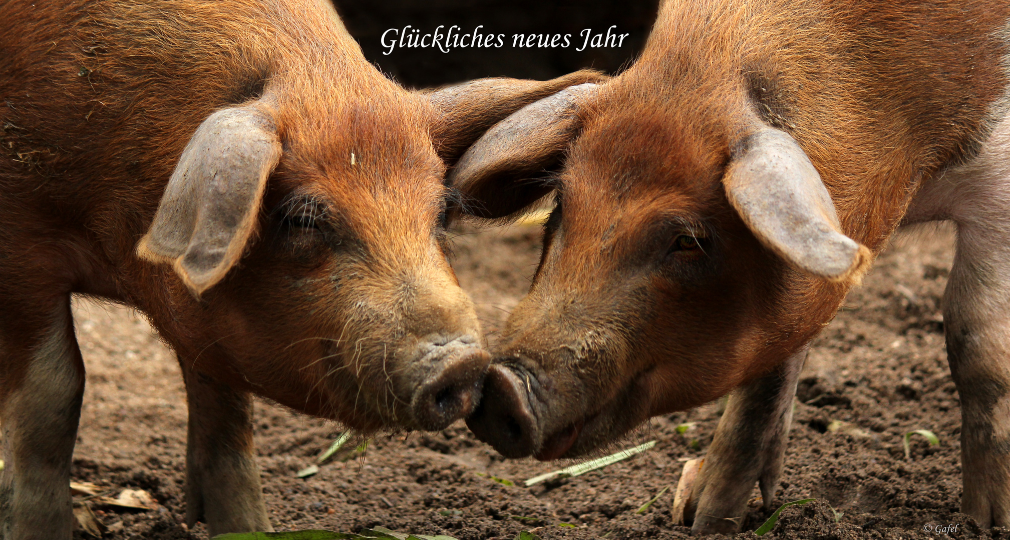 GLÜCKLICHES NEUES JAHR