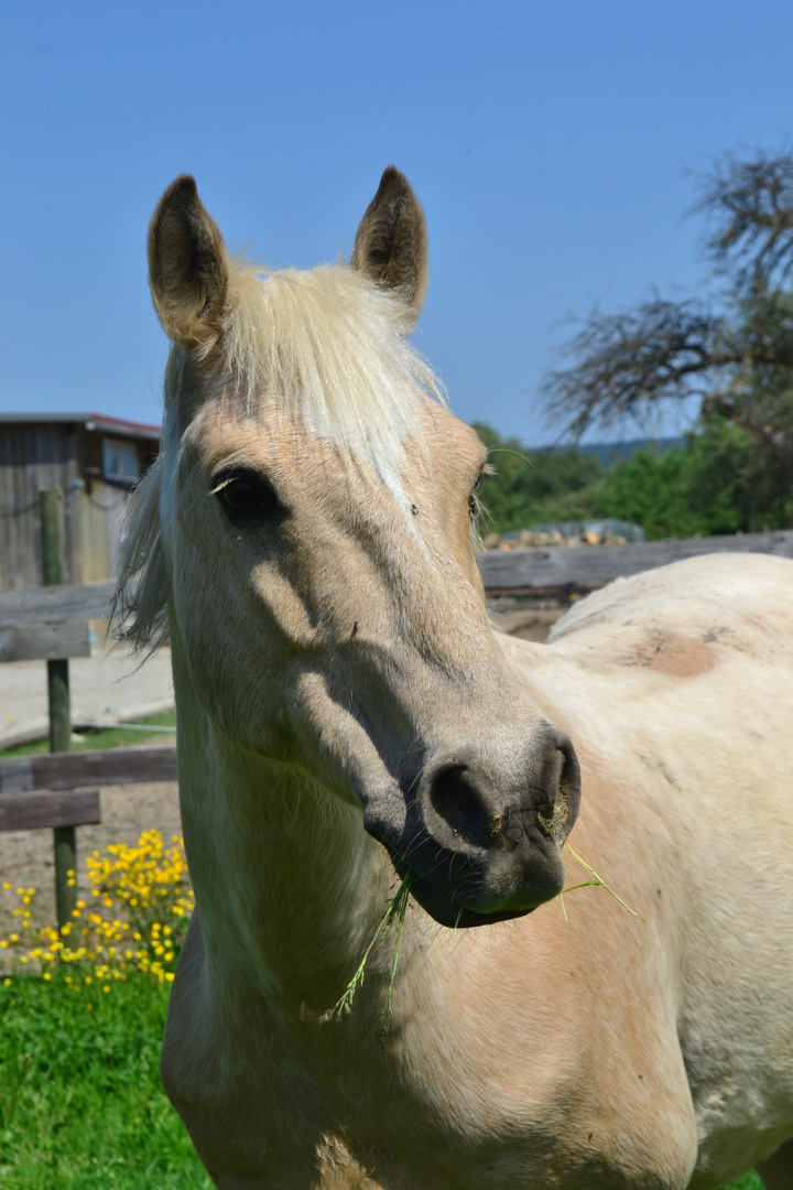 Glückliches Pony