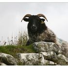 Glückliches Schaf? - Achill Island