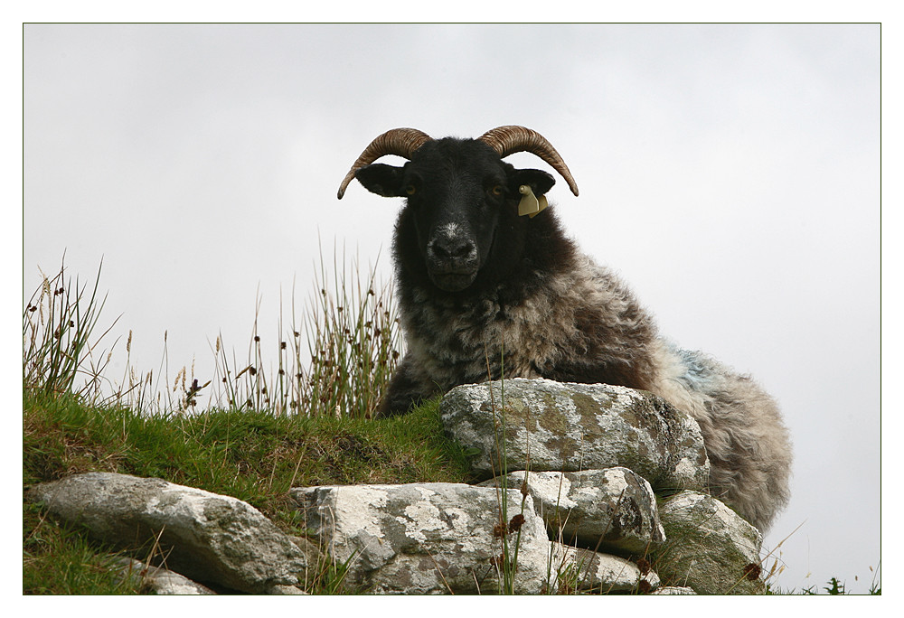 Glückliches Schaf? - Achill Island