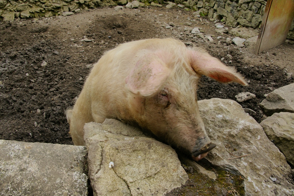 Glückliches Schwein