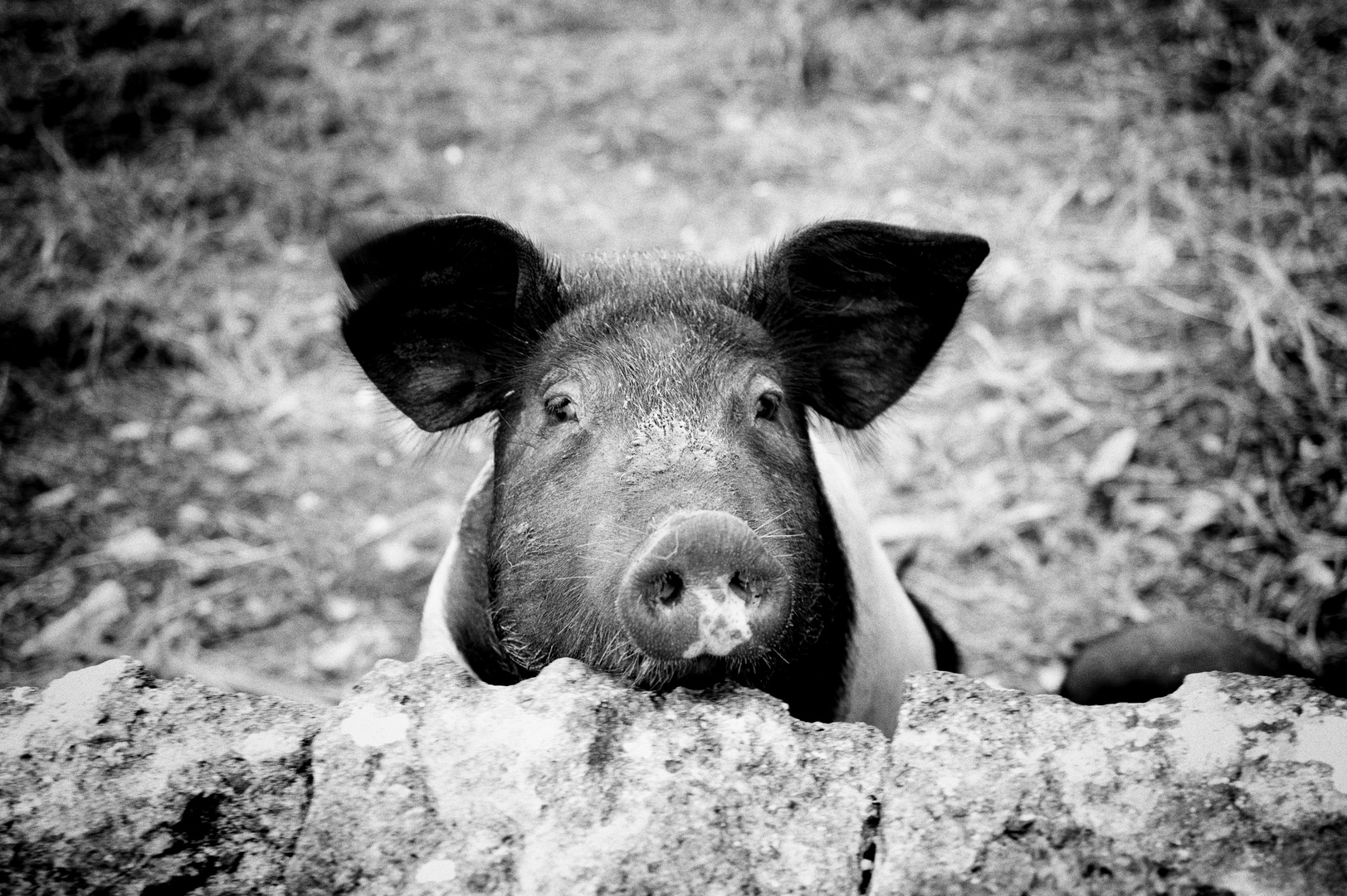 Glückliches Schwein