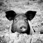 Glückliches Schwein