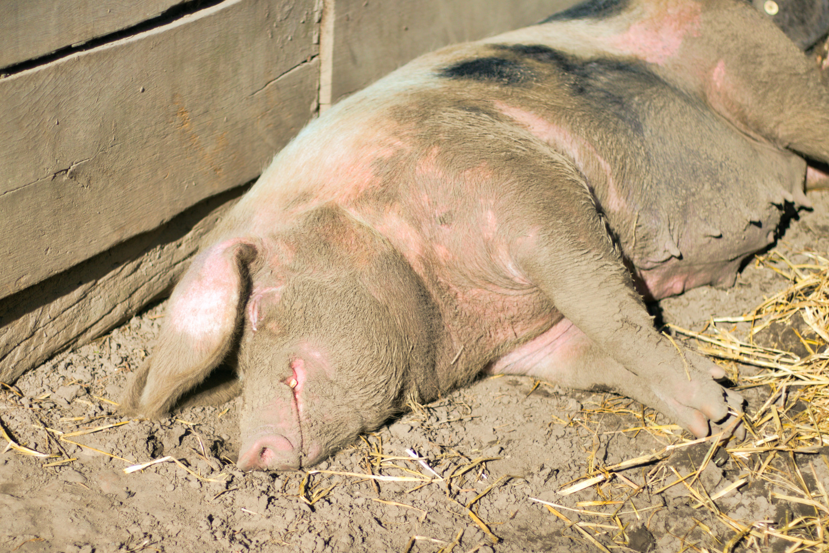 Glückliches Schwein in der Frühlingssonne