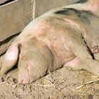 Glückliches Schwein in der Frühlingssonne