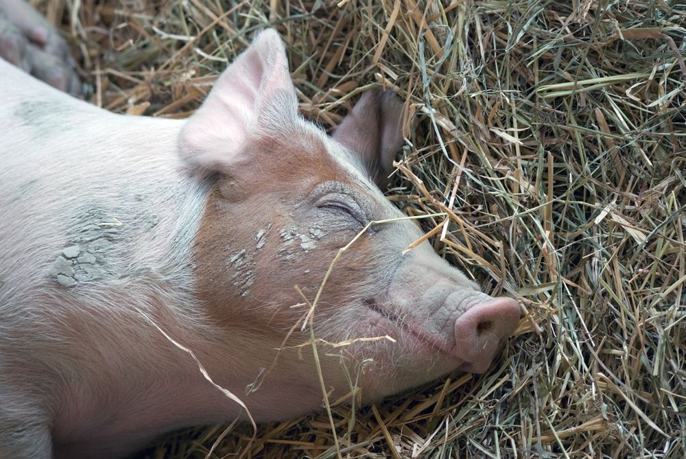 Glückliches Schweinchen