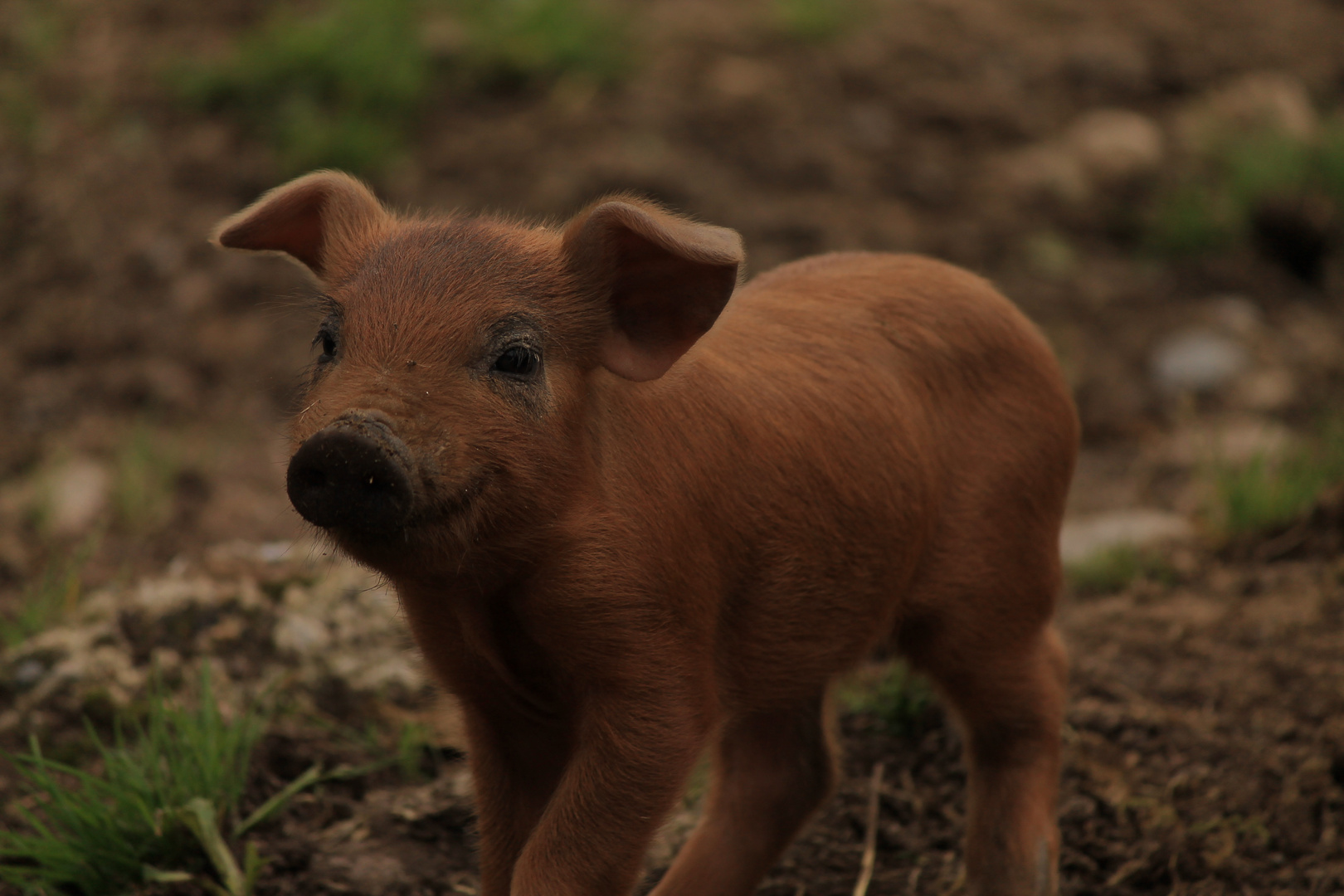 Glückliches Schweinchen :)