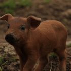 Glückliches Schweinchen :)