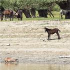 glückliches tierleben