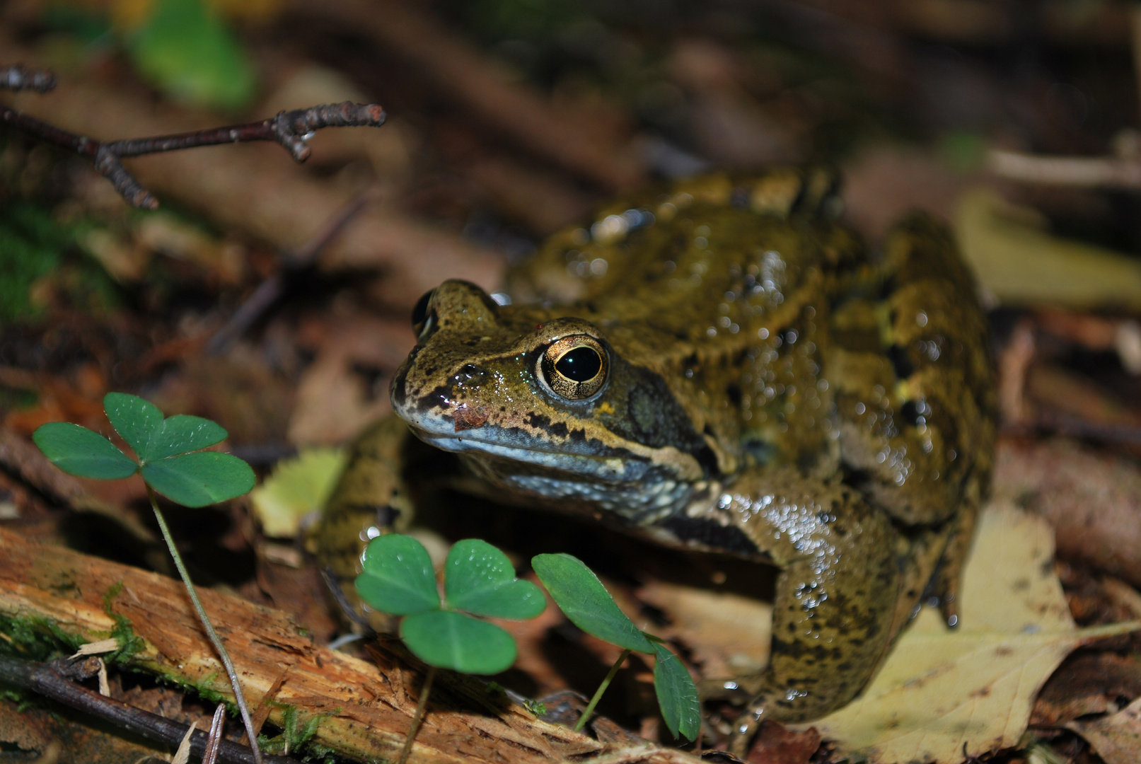 Glück's Frosch.....