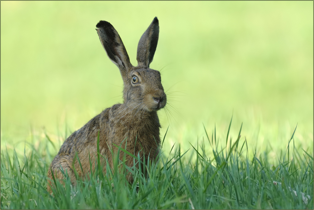 Glücks-Hase