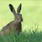 Glücks-Hase