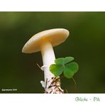 glücks - pilz........