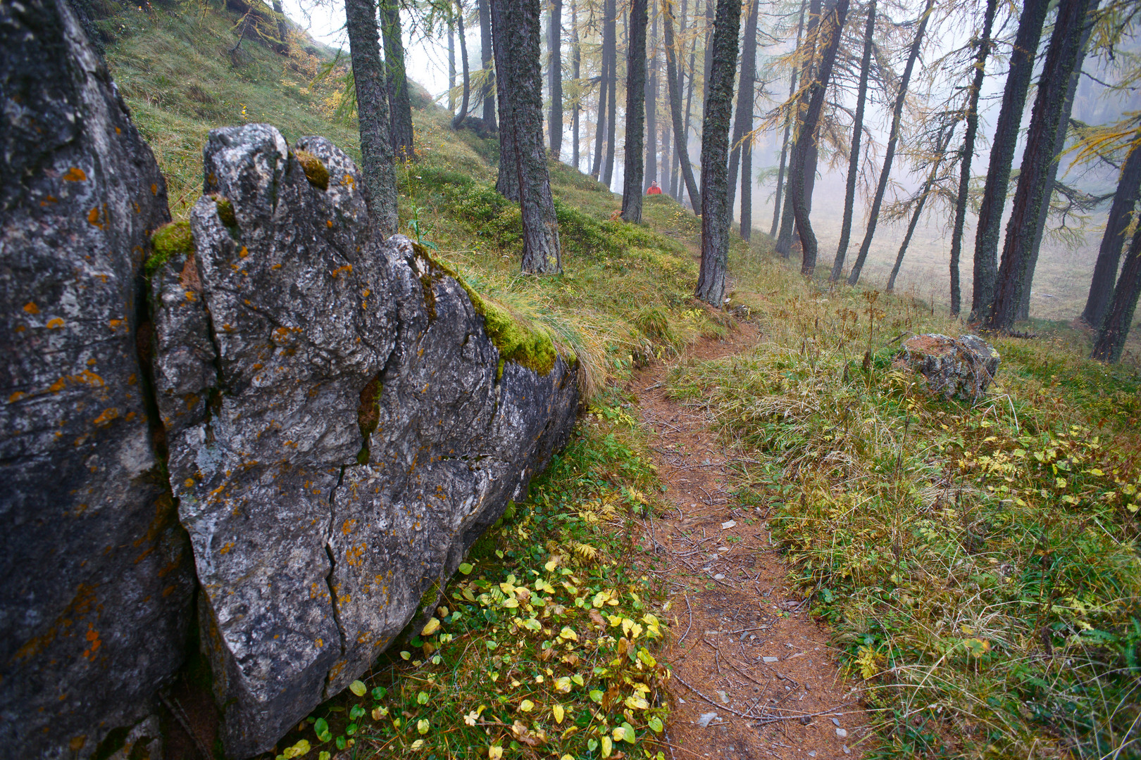 Glücks Pilz