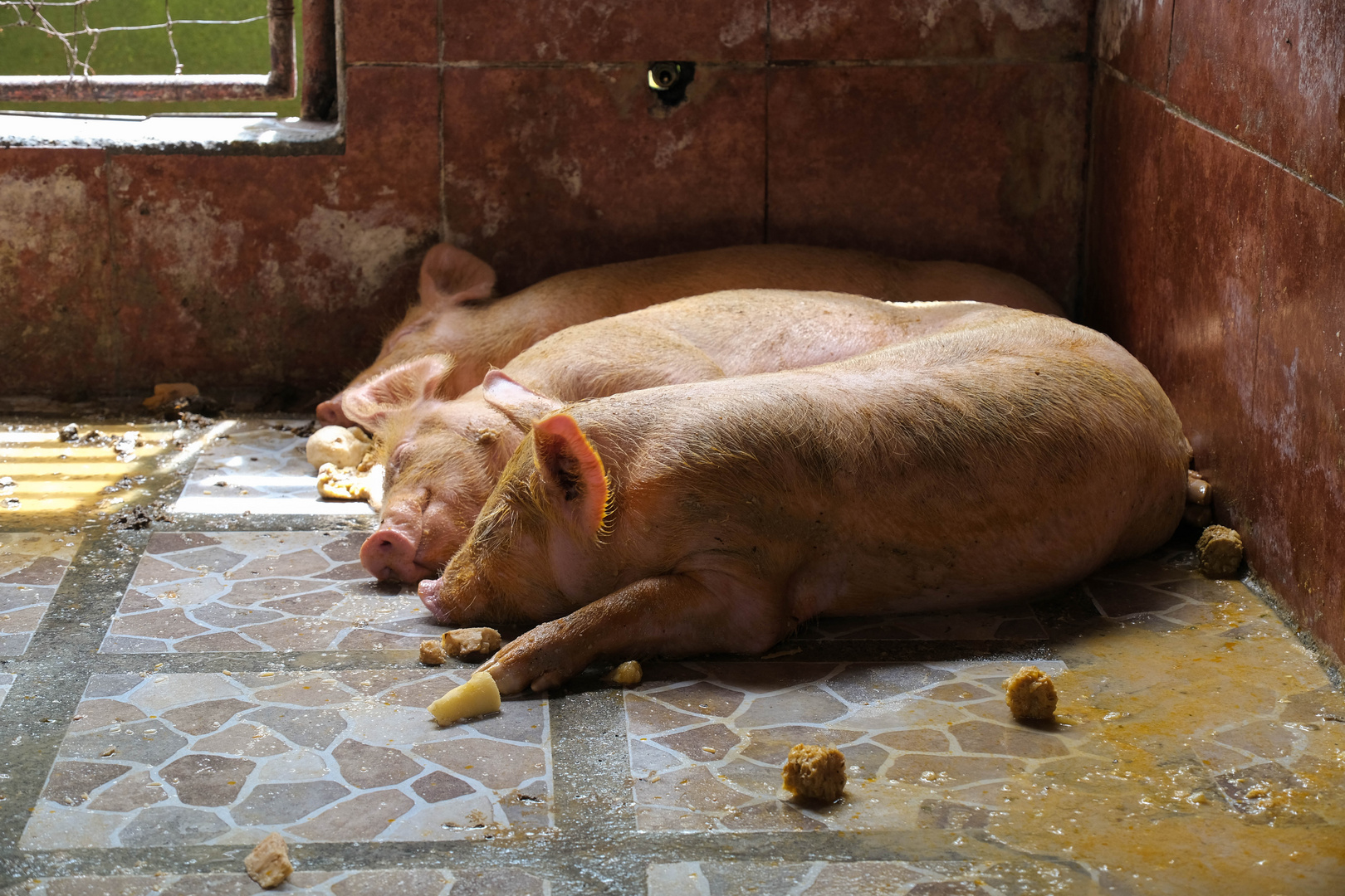 ...Glücks - Schweinchen...