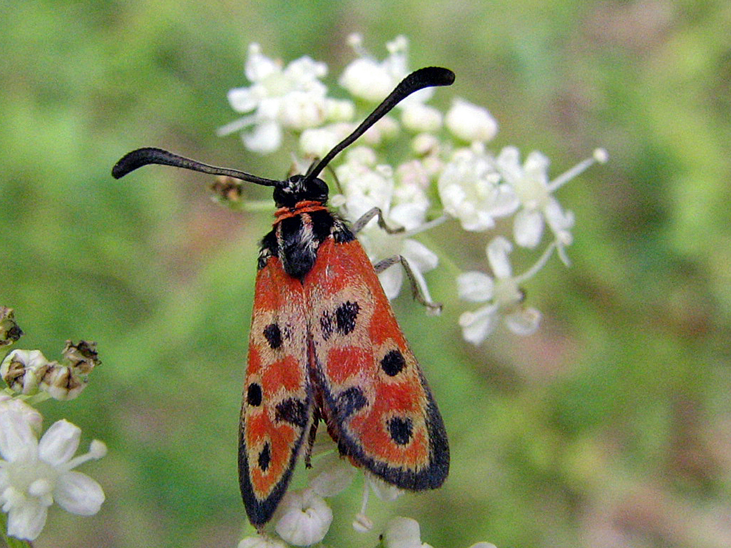 Glücks-Widderchen (Zygaena fausta)