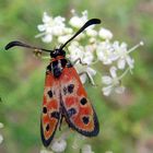 Glücks-Widderchen (Zygaena fausta)