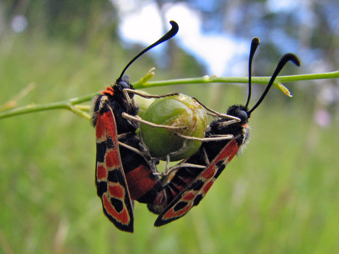 Glücks-Widderchen (Zygaena fausta)