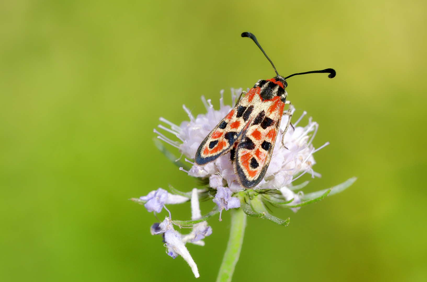 Glücks-Widderchen (Zygaena fausta)