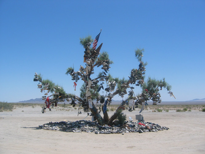 Glücksbaum der Indianer Nevada