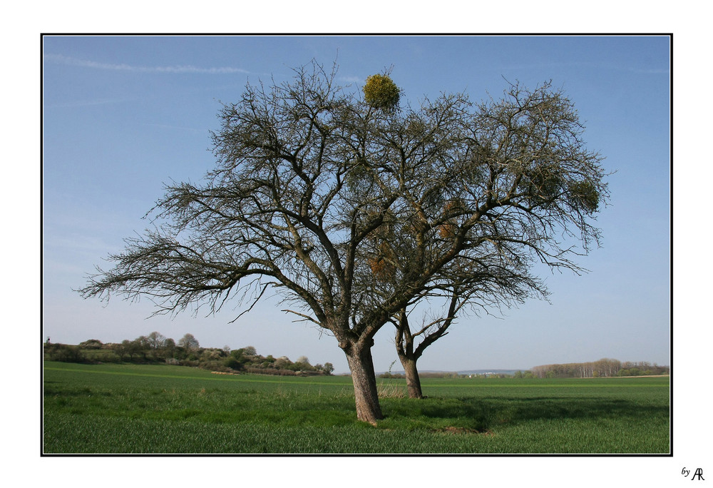 --- Glücksbaum mit Misteln ---